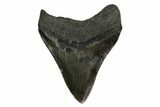 Serrated, Fossil Megalodon Tooth - Georgia #145446-1